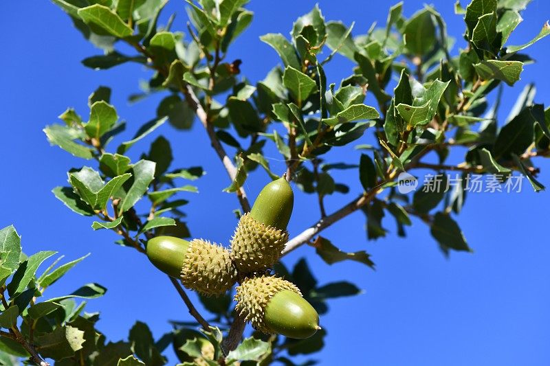 蓝天下的橡子树枝。(Quercus aucheri)